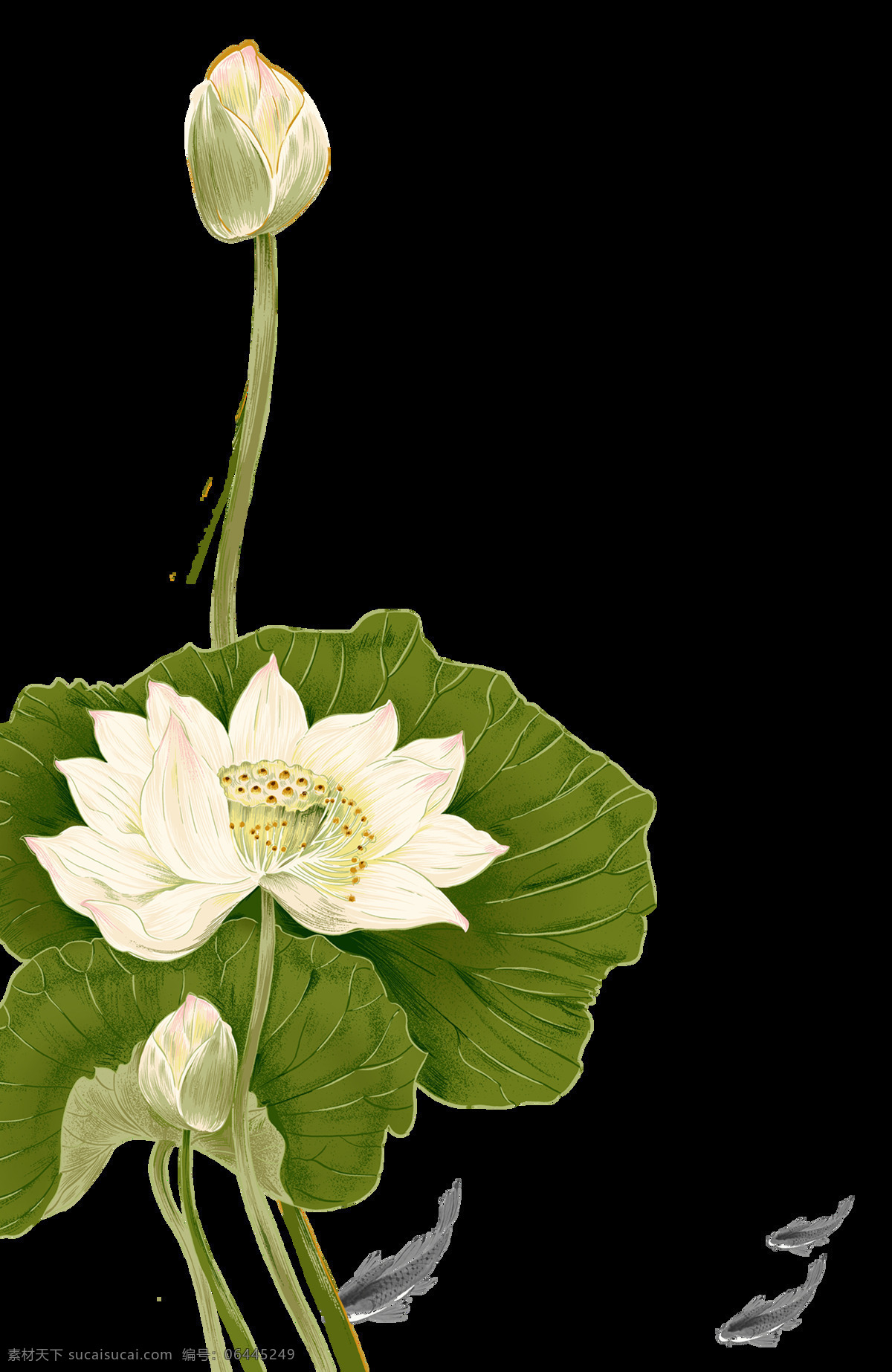 清新 美丽 大 荷叶 水彩 装饰 元素 荷花 装饰元素 花苞 荷塘 水彩画