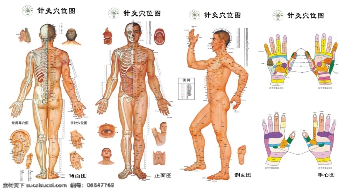 中医针灸 穴位 图 中医 针灸 按摩 全身穴位 生活百科 休闲娱乐