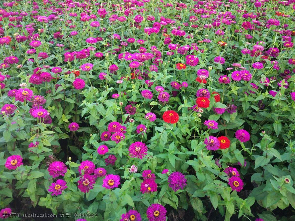 花季 花海 花的海洋 百花盛开 鲜花 自然景观 田园风光