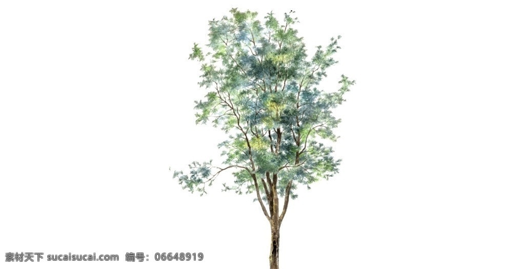 桑树 柏树 景观树 遮荫树 绿树 热带植物 木瓜树 槐树 树叶 树枝 柳树 盆景 树林 skp 植物 树 树木 sketchup 草图 大师 文件 植物模型 其他模型 3d设计模型 源文件