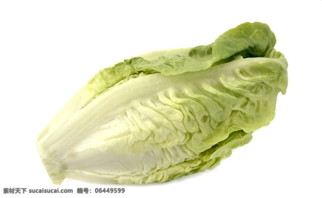 大白菜 蔬菜 百倍in个 生物世界