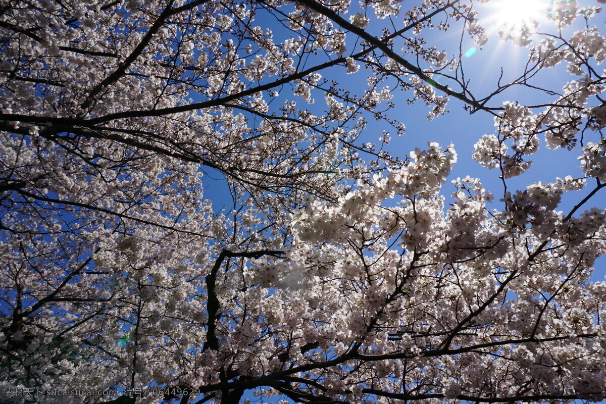 日本 东京 国外旅游 国外风景 日本景色 日本植物 日本花草 日本樱花树 树木 日本樱花 近景 生物世界 花草