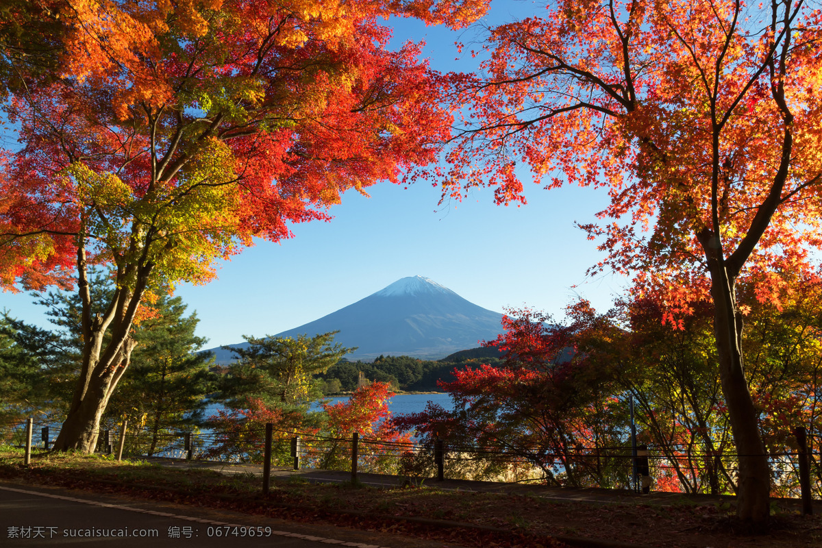 富士山红枫 富士山 红枫 公园 树林 风景 自然景观 风景名胜