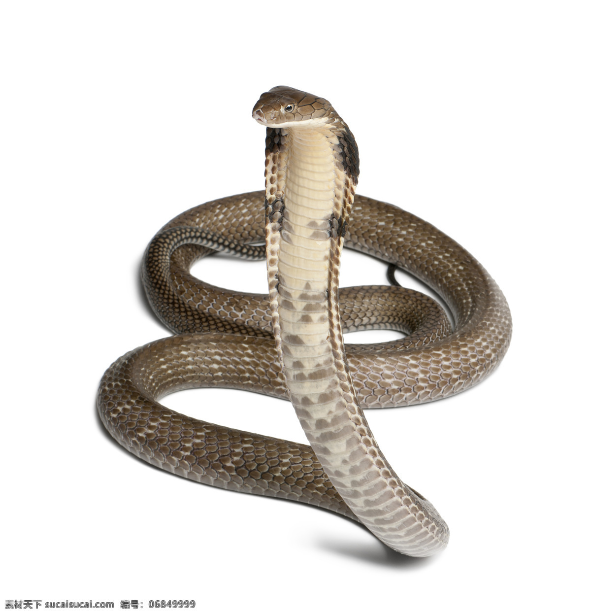 蛇 蛇类 花蛇 青蛇 爬行类 长蛇 蟒蛇 生物世界 野生动物 唯美 可爱 动物 野生 眼镜蛇