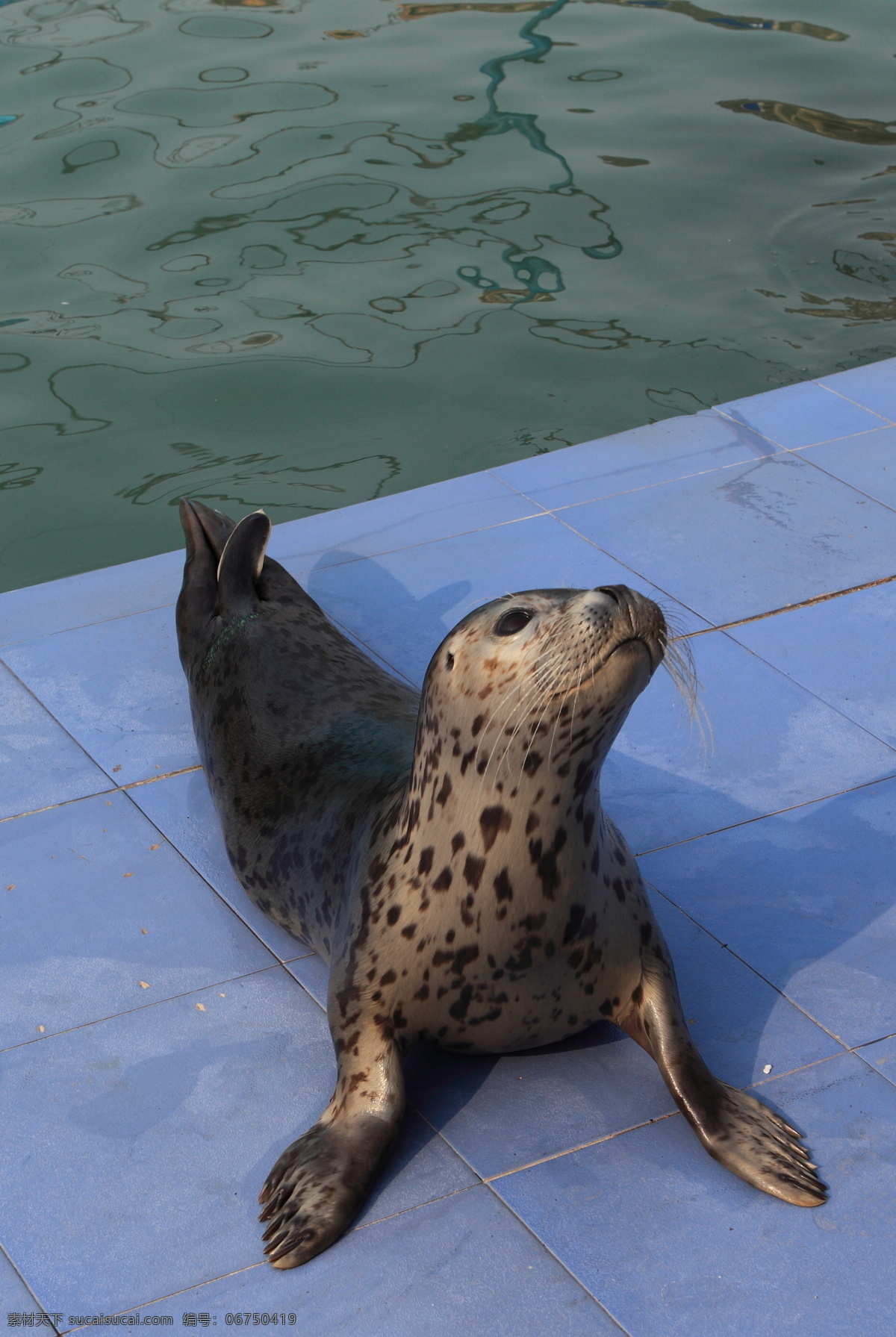 斑海豹 长岛 月牙湾 生物 表演 海洋生物 生物世界