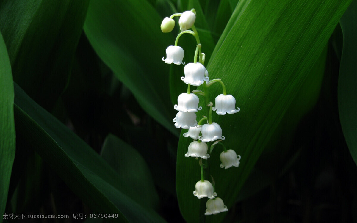 铃兰 花卉 花朵 植物 观赏 生物世界 花草