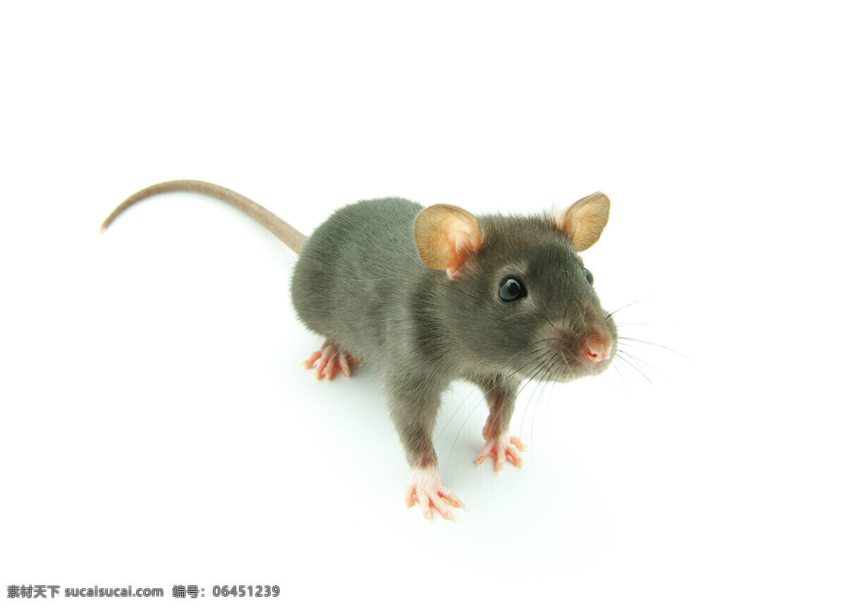 老鼠免费下载 创意图片 动物 高清图片 精美图片 老鼠 印刷适用