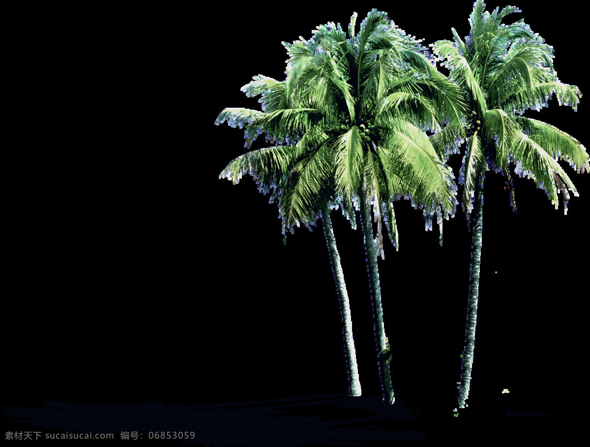 生机盎然 绿色 热带 植物 产品 实物 热带植物 椰子树 森林 度假 海边 海南 产品实物