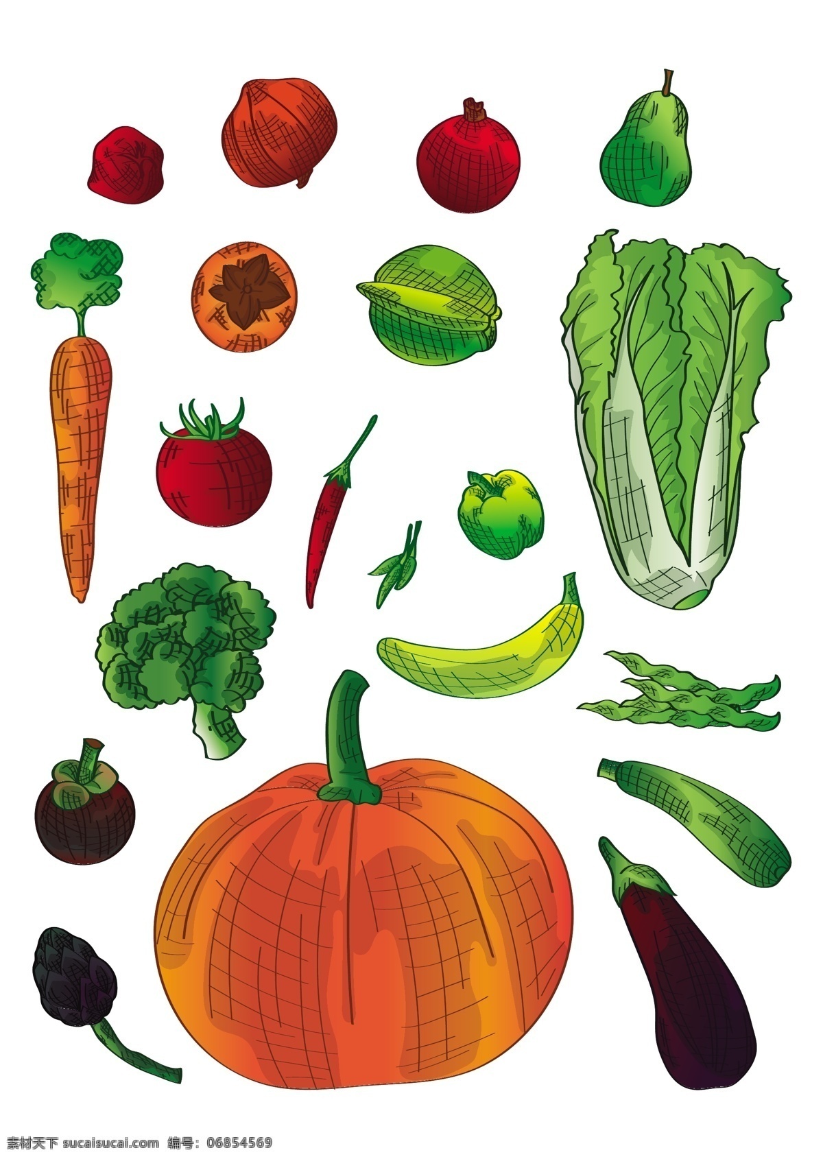 蔬菜 南瓜 白菜 萝卜 蔬菜矢量图
