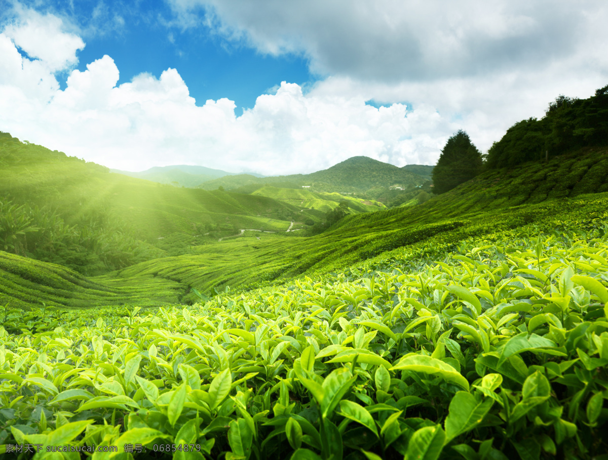 美丽 印度 茶山 风景 茶叶 喀拉拉邦 印度风光 美丽景色 美丽风景 风景摄影 美景 田园风光 风景图片