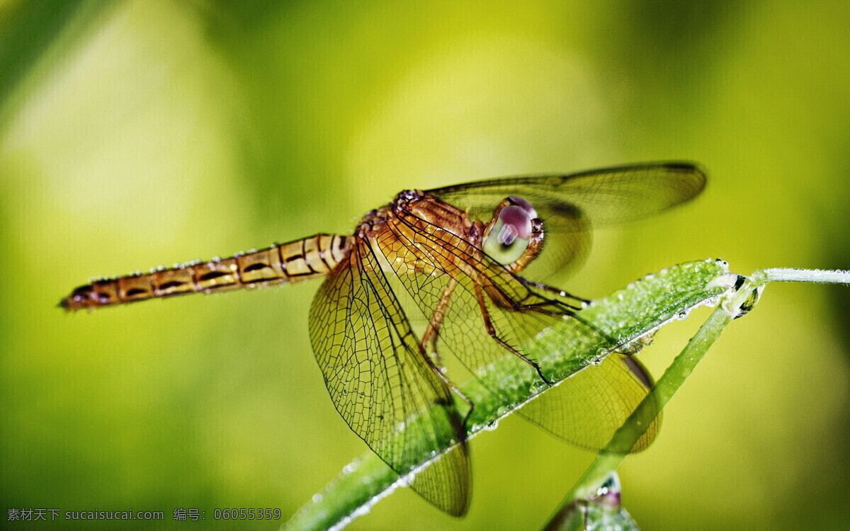 蜻蜓 红色 昆虫 飞行 翅膀 夏天 动物 生命 生态 绿色 复眼 特写 休息 虫子 生物世界