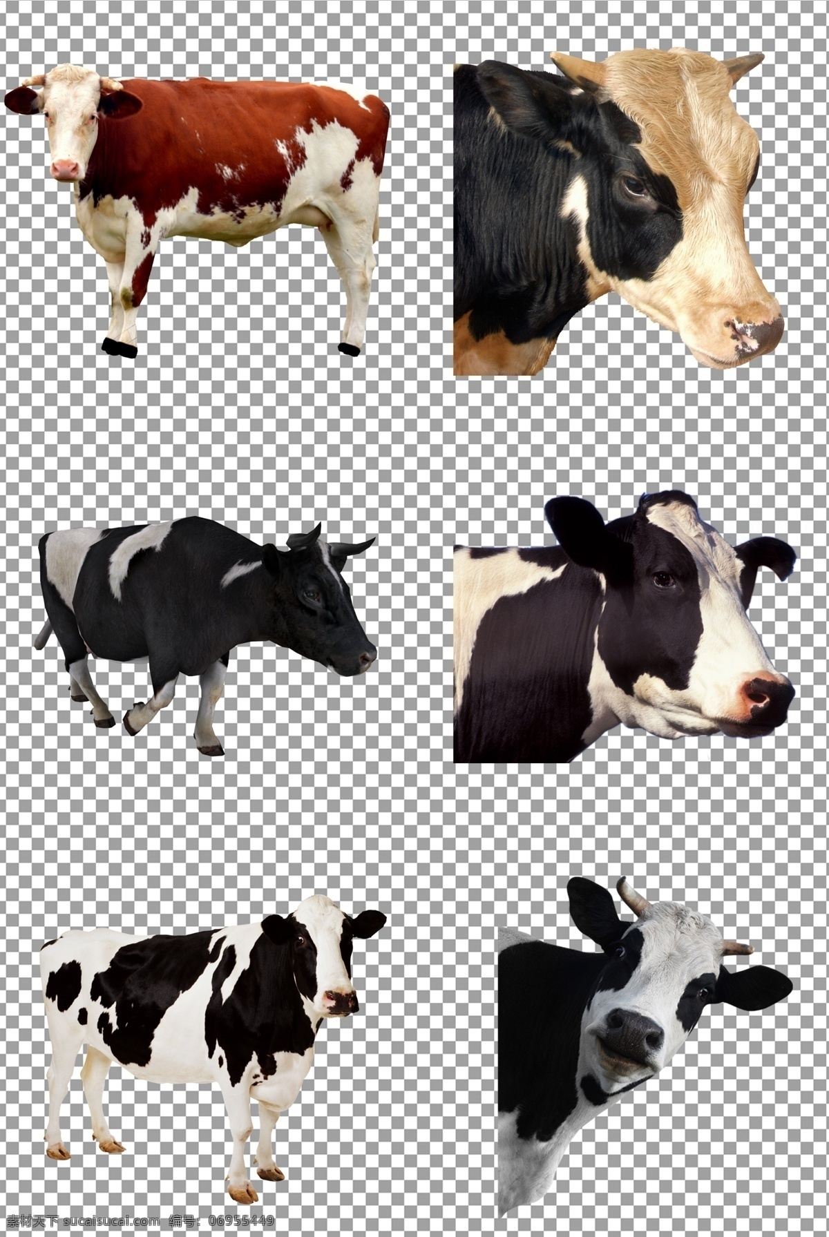 可爱奶牛 可爱 花斑 小奶牛 动物 免抠 无背景 免抠图 抠图 元素 透明 通道 png免抠图 分层