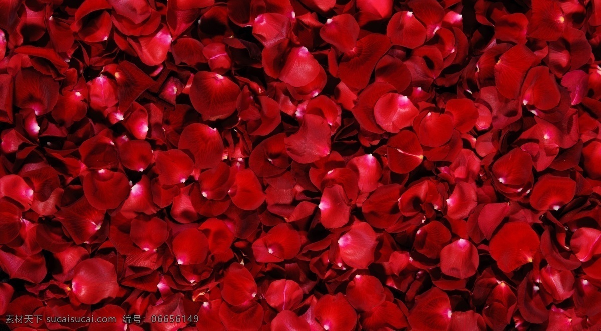 鲜艳 红色 玫瑰 花瓣 鲜花 花卉 花朵