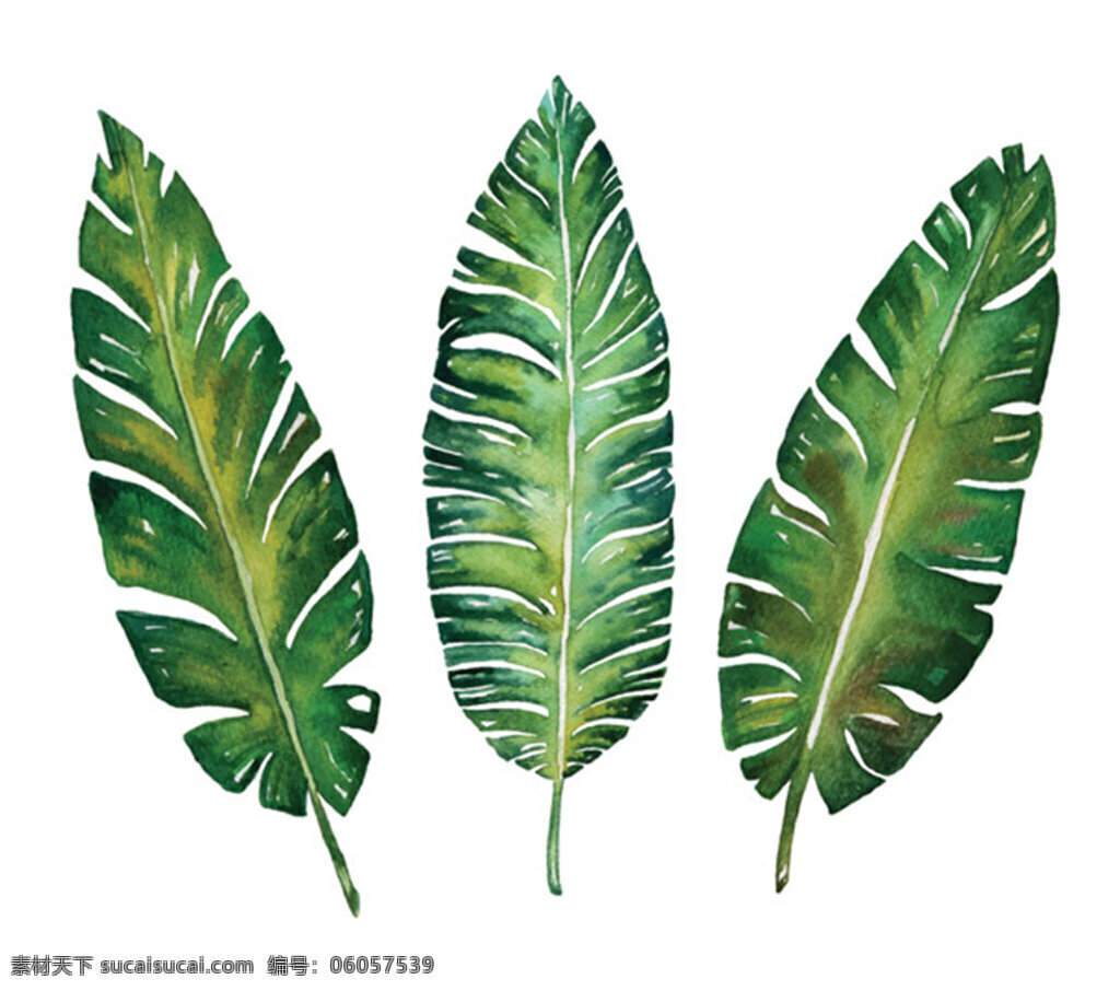 水彩植物叶子 水彩 植物 叶子 水彩叶子 树叶 矢量 绿色 植物叶子 水彩植物 插画