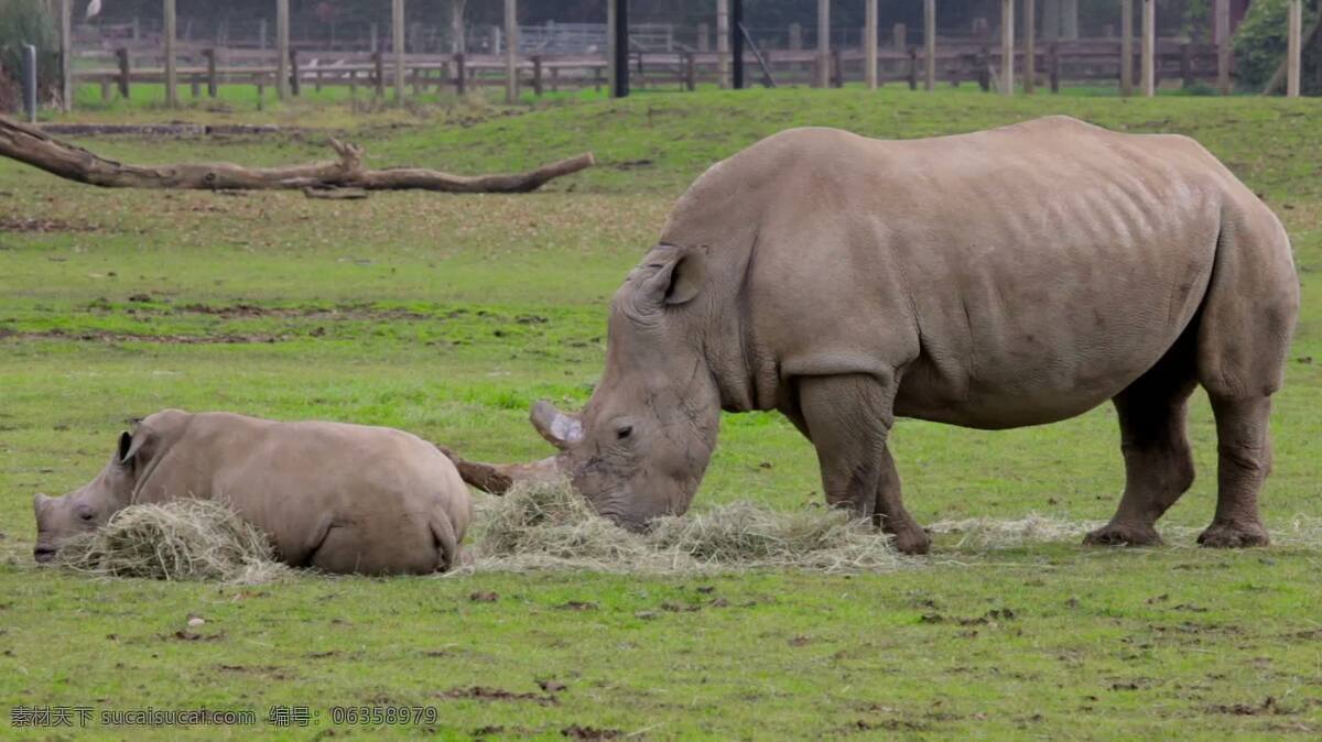 rhino mother 孩子 动物 犀牛 野生的 野生动物 喇叭 宝贝 厚的 皮肤 指控 草 吃 放牧 树 栅栏 干草 泥