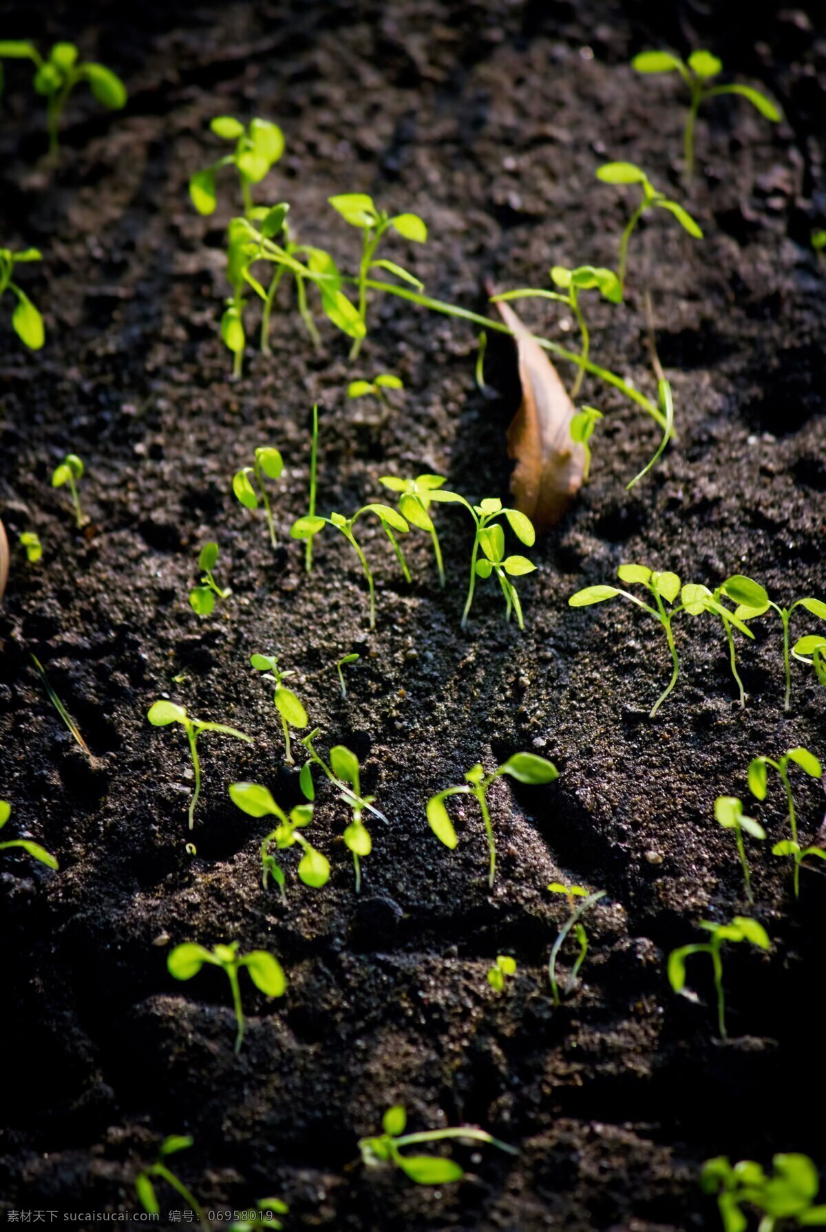 植物 土 里 新 芽 田地 土里新芽 发芽 植物绿化 田野 农田 成长 植物新芽 生物世界 蔬菜