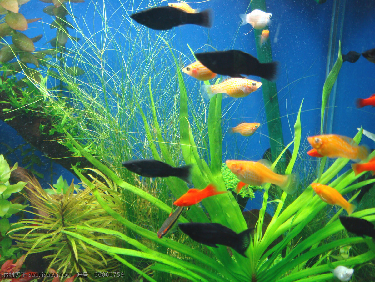 热带海洋鱼 海洋馆 观赏鱼 游泳 红色鱼 黑色鱼 黄色鱼 鱼缸 海底绿色水草 海洋生物 生物世界