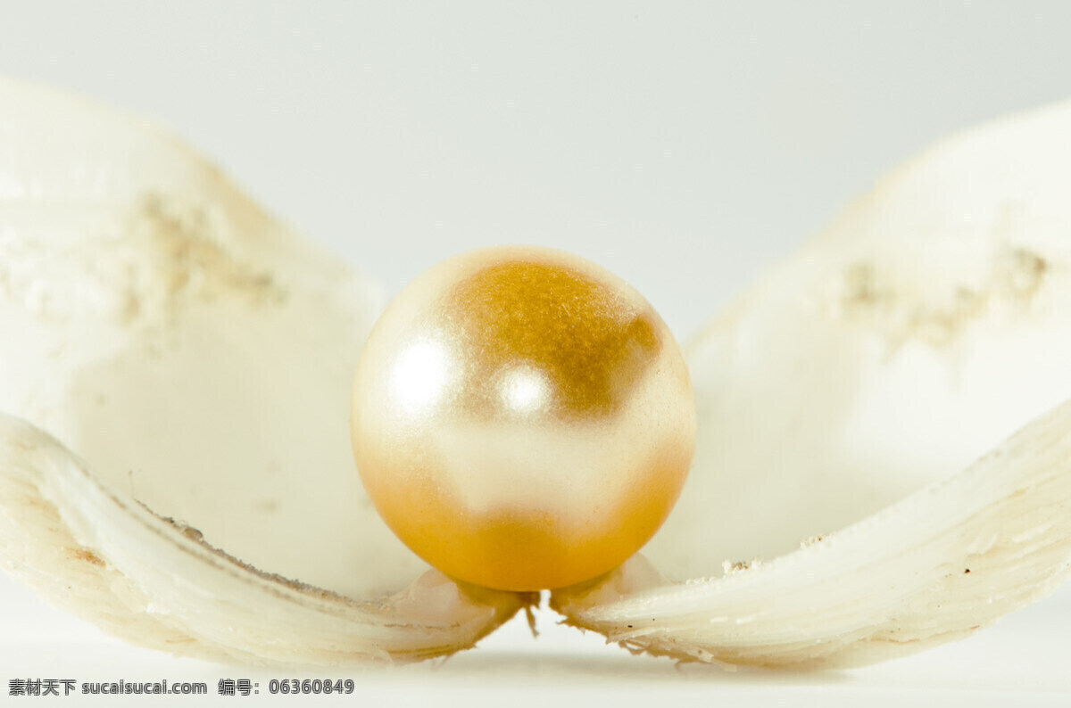 珍珠 贝壳 金色 背景图片