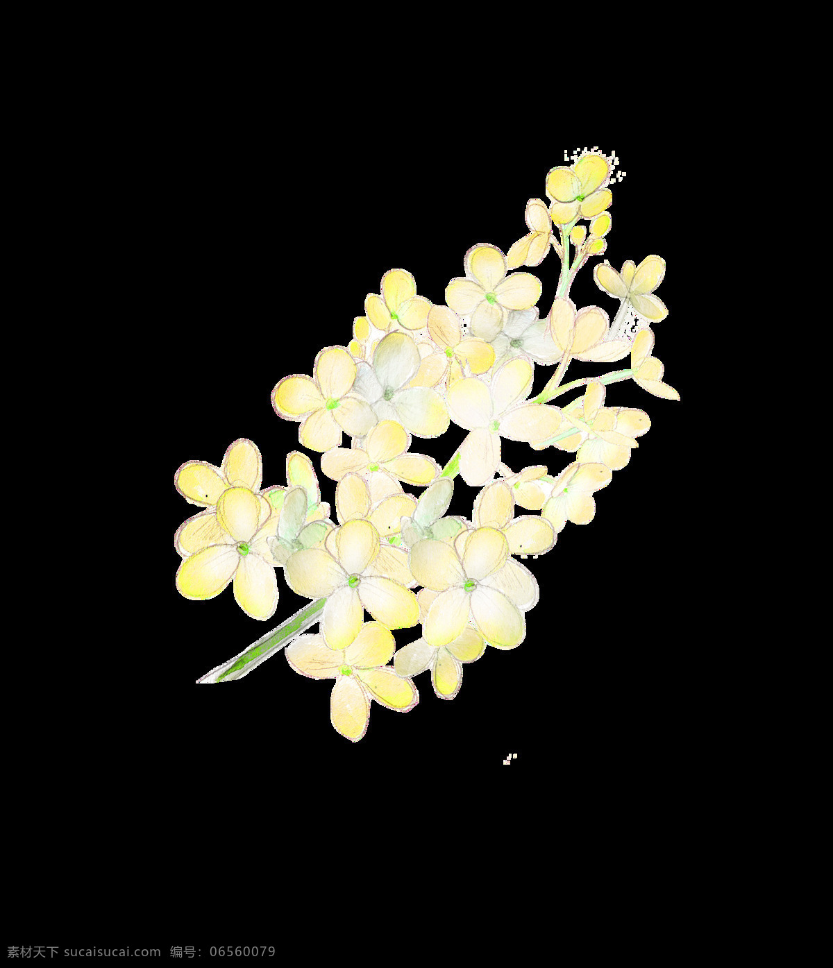 淡 黄色 小花 卡通 透明 淡黄色 鲜花 小清新 美丽 淡雅