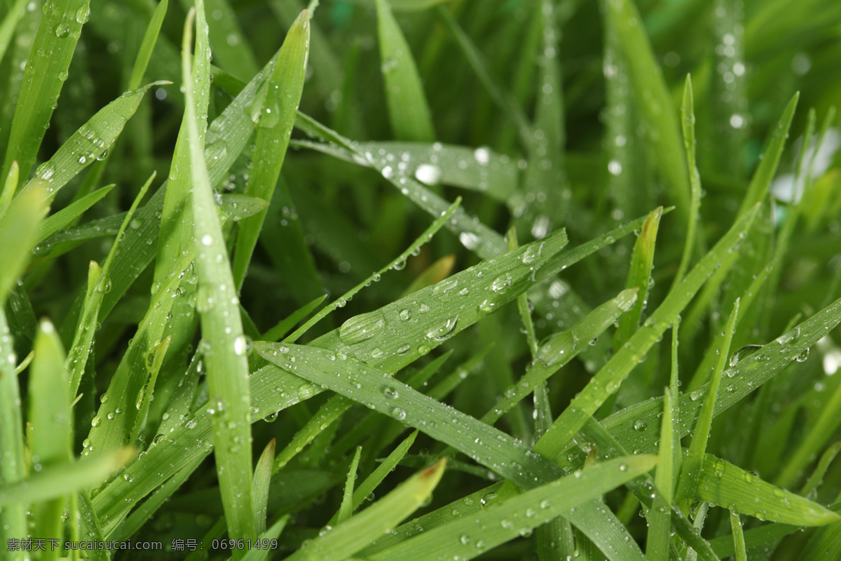 草 花草 环保 露水 绿草 绿色 绿叶 绿叶底纹 水珠 水滴 青草 植物 植被 生态 花草主题 生物世界 花草高清图片 psd源文件