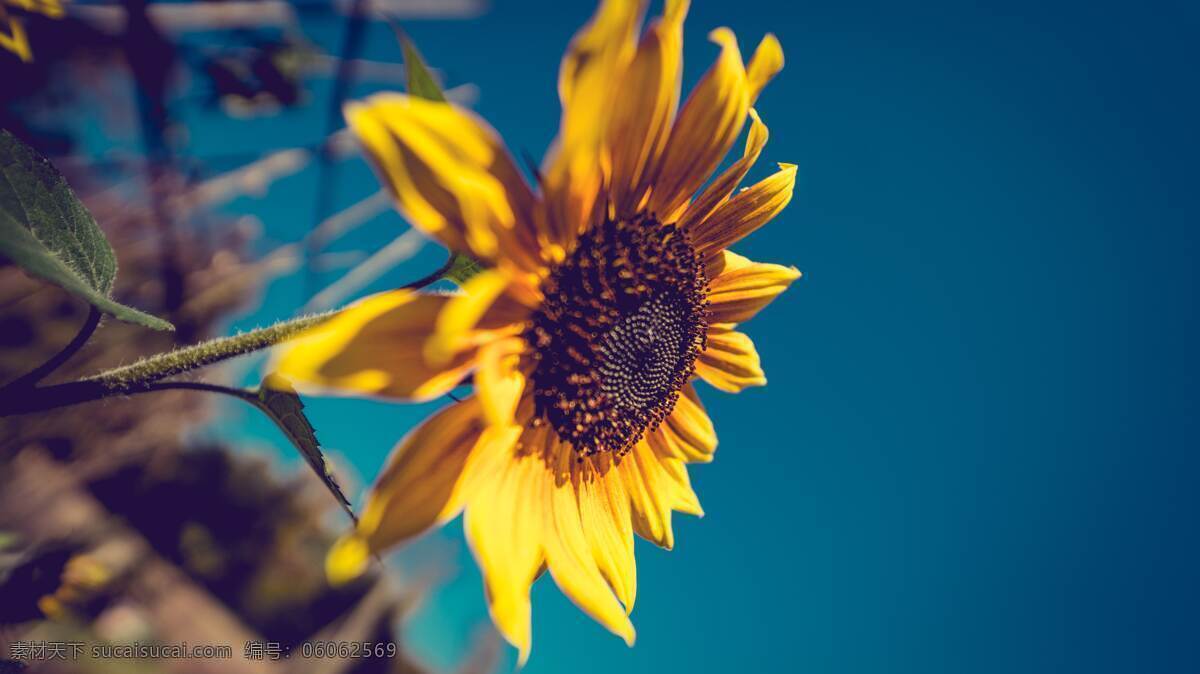 太阳花 向阳花 葵花 向日葵壁纸 向日葵园地 大片向日葵 成片向日葵 蓝天向日葵 向日葵图片 黄色花黄花 向日葵花园 向日葵花地 大量向日葵 向日葵素材 向日葵特写 花卉素材 自然景观 自然风景