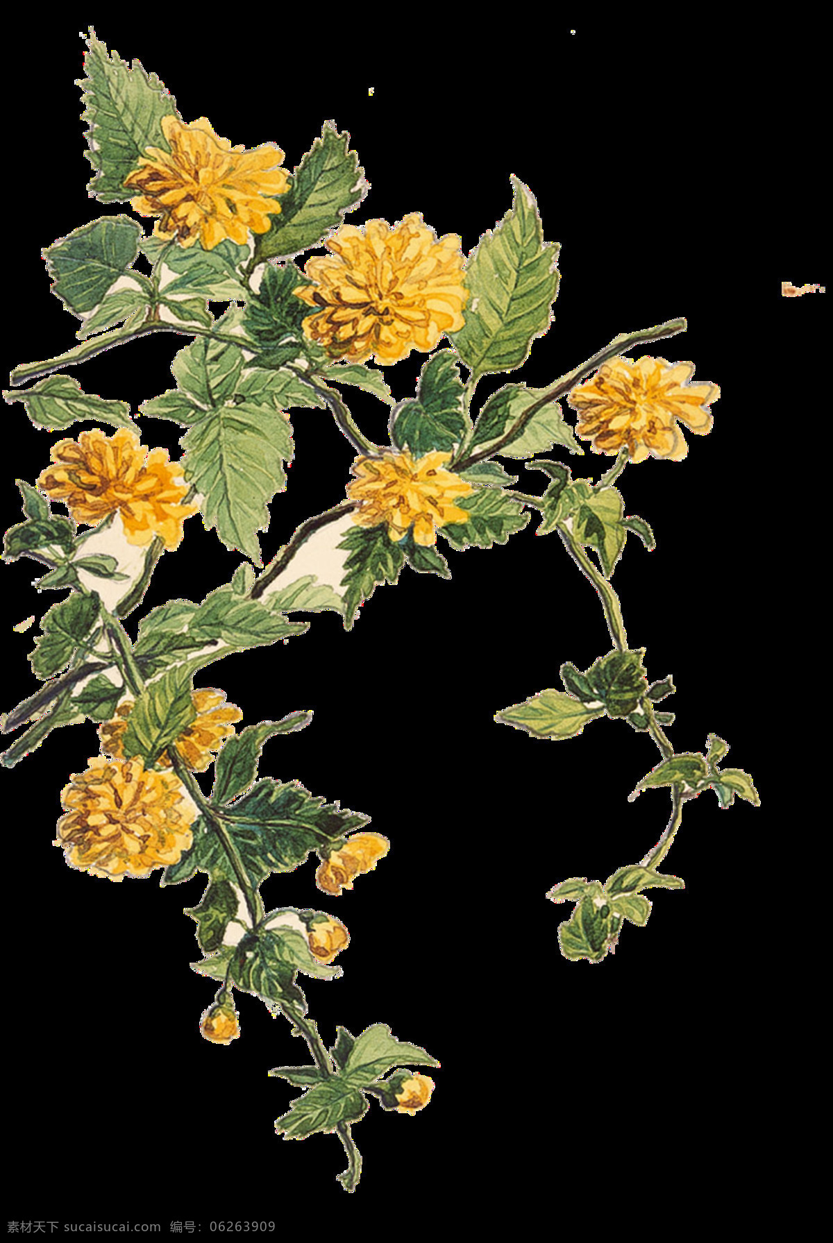 美丽 热情 黄色 手绘 菊花 装饰 元素 黄色花朵 绿植 清新 植物 装饰元素