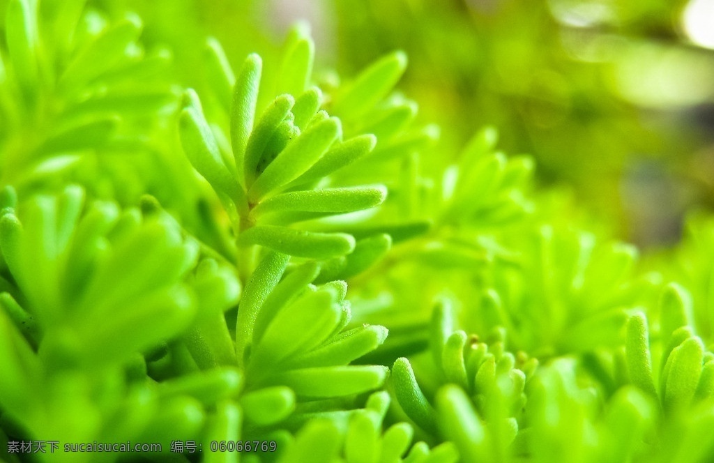 植物绿植 植物 绿植 花草 嫩芽 花草素材 生物世界