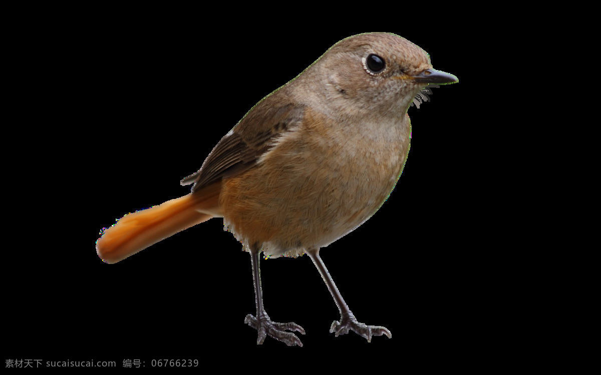 png鸟 背景 鸟类 动物 蓝色 小鸟 免抠 无背景 免抠图 抠图 元素 透明 通道 png免抠图 生物世界