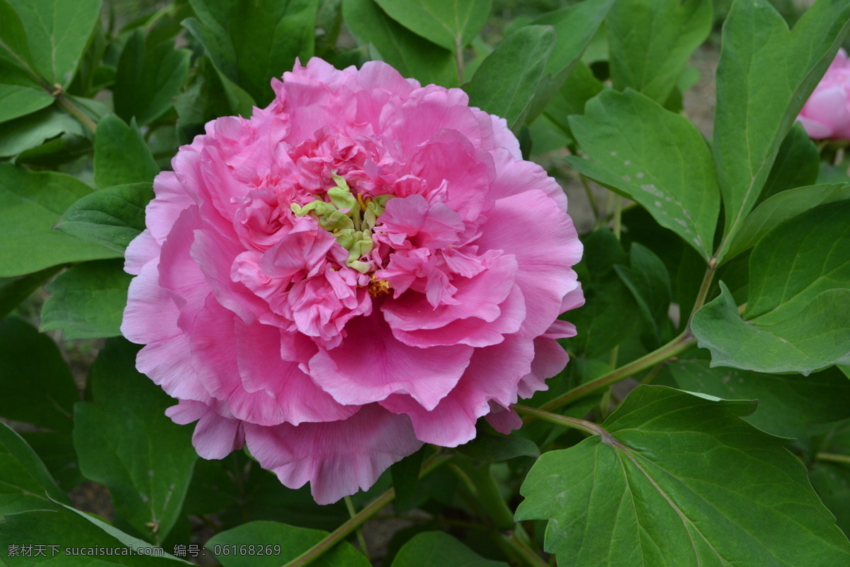 牡丹 春天 粉色 花草 牡丹花 生物世界 特写 单冠 盛花期 日景 下午 psd源文件