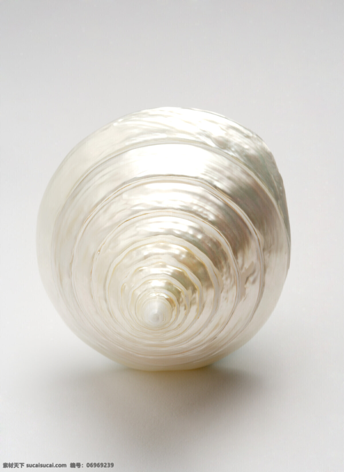 贝壳 海螺 银色海螺 海螺标本 海螺饰品 海螺纹理 海贝 贝壳标本 贝壳饰品 贝壳纹理 高清贝壳 海洋生物 生物世界