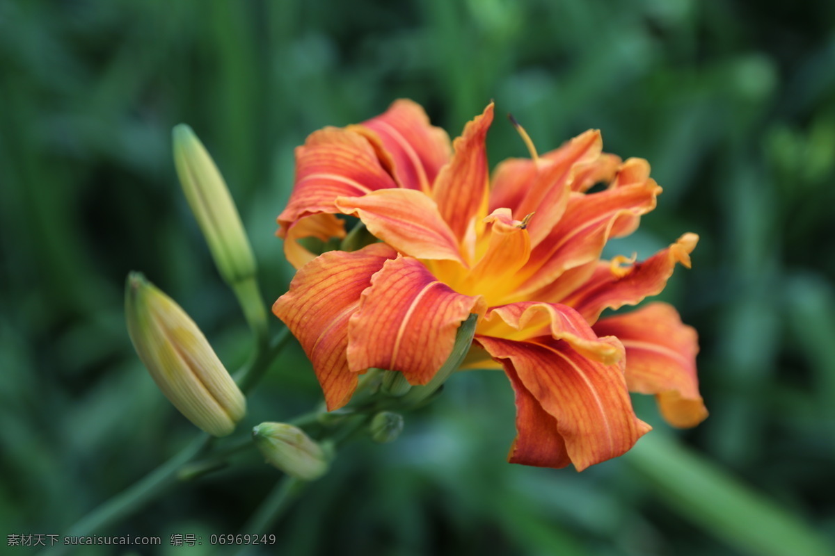 萱草 黄花菜 金针菜 花卉 花儿 花骨朵 花草 植物 园林绿化 绿化景观 百合花萱草 生物世界