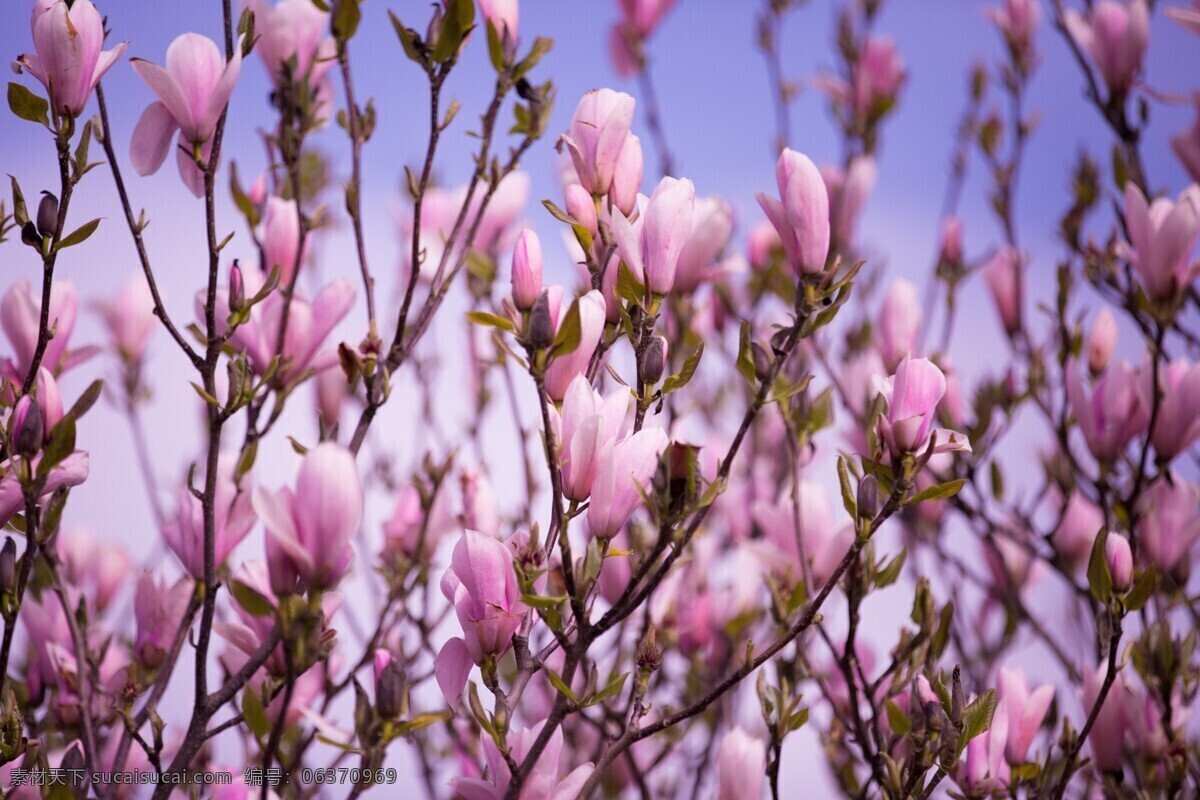 粉色 玉兰花 粉色玉兰 粉色花朵 花枝 鲜花