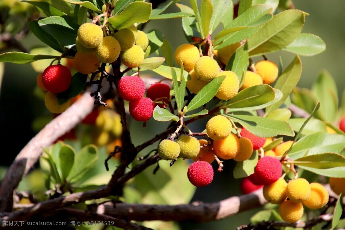 杨梅 阳光 成熟 果实 色彩 营养 新鲜 枝干 酸甜 生物世界 水果