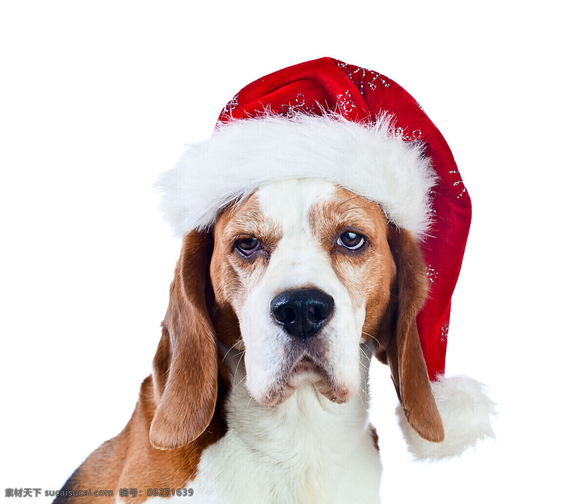 圣诞帽与狗 圣诞 帽 狗 圣诞帽 动物 宠物 陆地动物 生物世界 白色