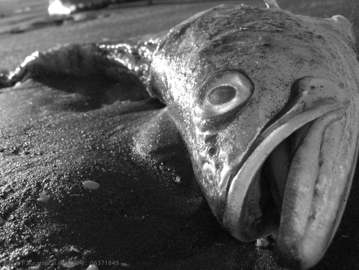 安静 海滩 海洋生物 海鱼 黑白 沙滩 生物世界 鱼 鱼眼 残酷 静态 鱼特写 鱼嘴 死鱼 psd源文件