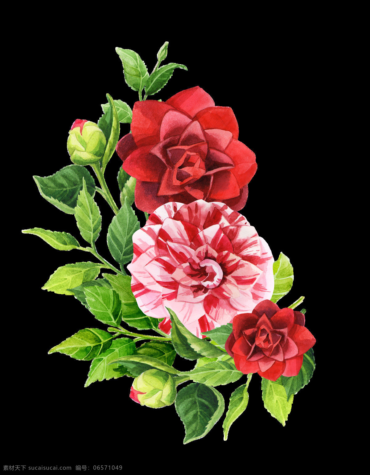 手绘 三 朵 高贵 花朵 透明 逼真 粉色 花苞 绿色 免扣素材 透明素材 鲜红色 叶子 装饰图案