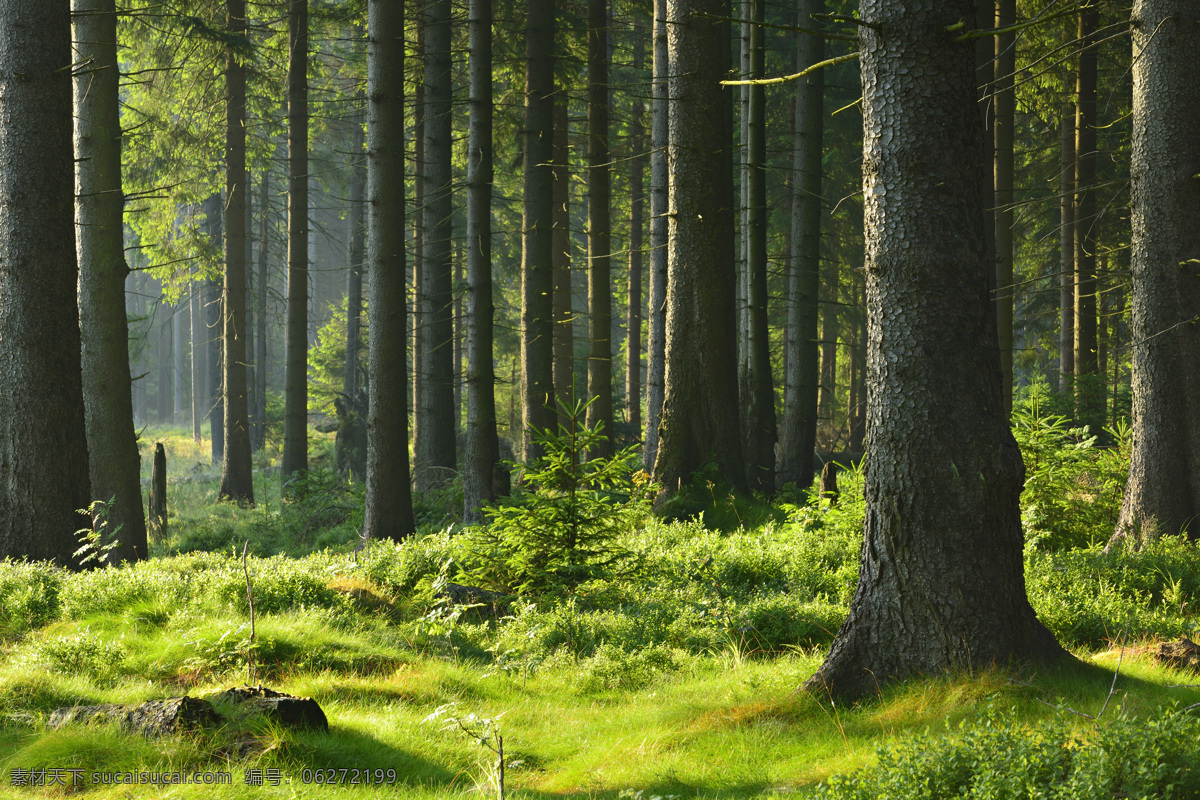 绿色 原始森林 森林 树木 自然风景 草丛 山水风景 风景图片