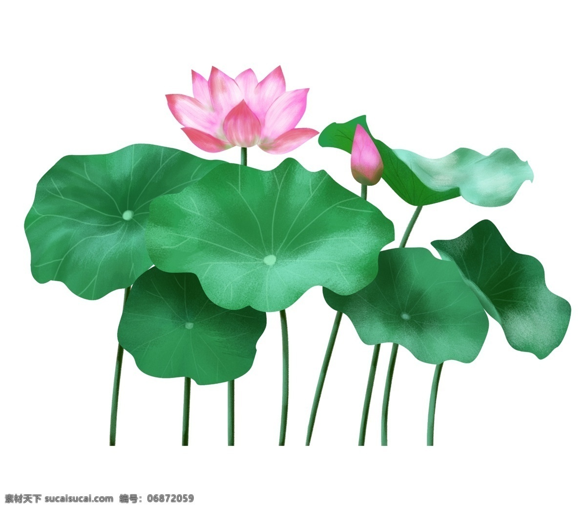 荷花 荷叶 立夏 装饰 夏天 植物 绿色 叶子 花朵 莲花 莲 粉色 植物装饰 手绘荷花 花草