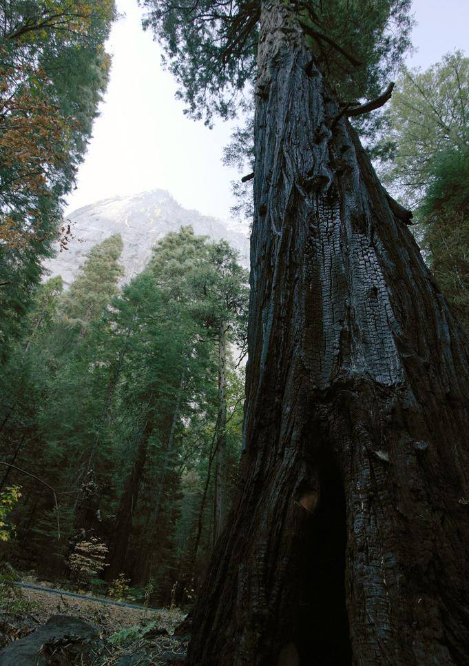 尤 塞 米 堤 谷 树木 高清 草地 绿树 山峰 生物世界