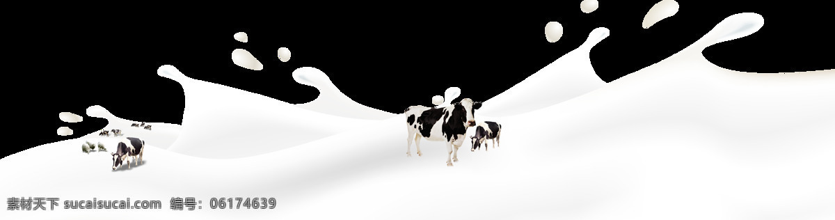 奶牛 奶牛奶花 透明背景奶花 透明背景奶牛 海报 包装设计