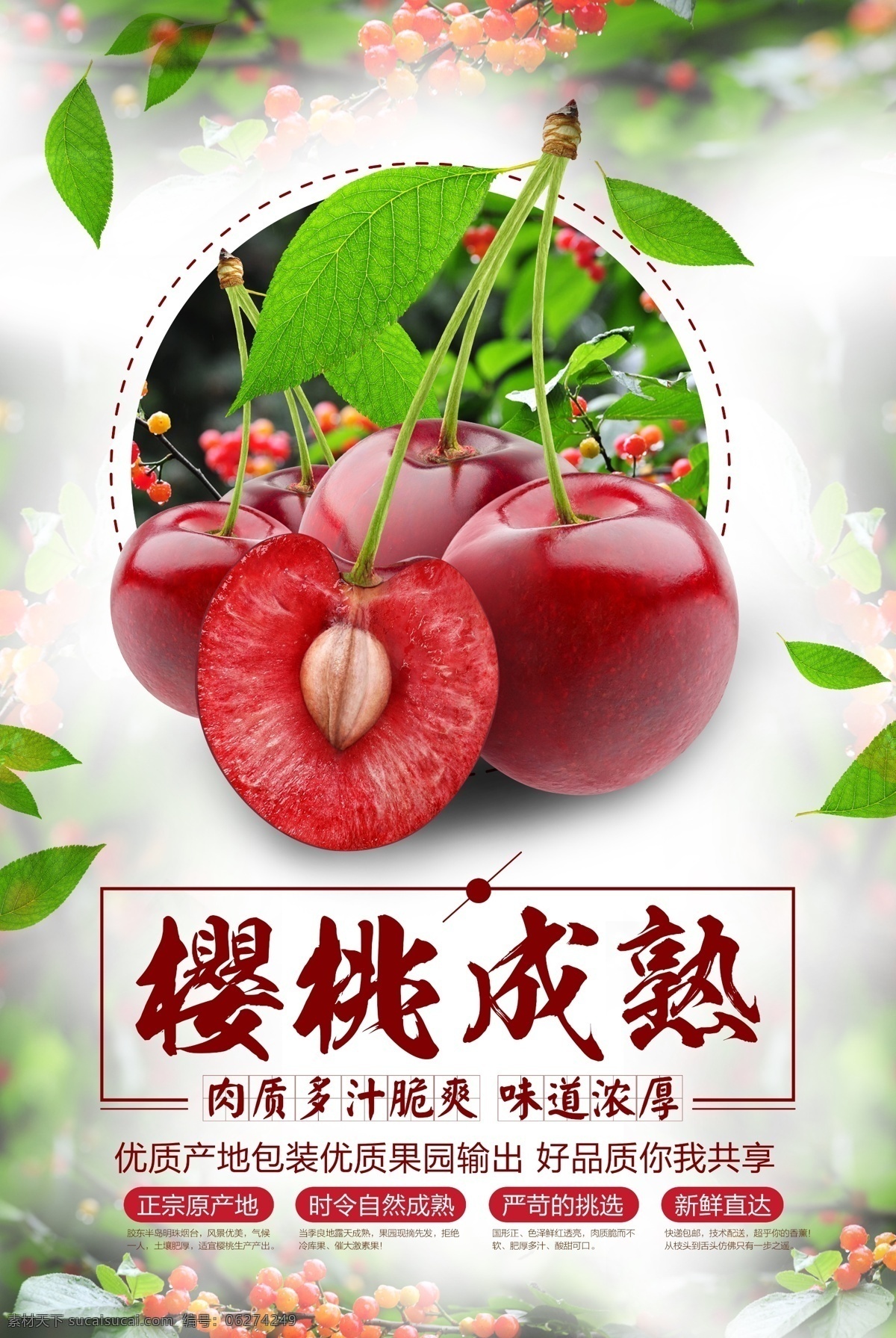 采摘 大樱桃 红色 水果 中药 补药 地板 树叶 水果捞 水果商店 高清图层 设计文件 分层