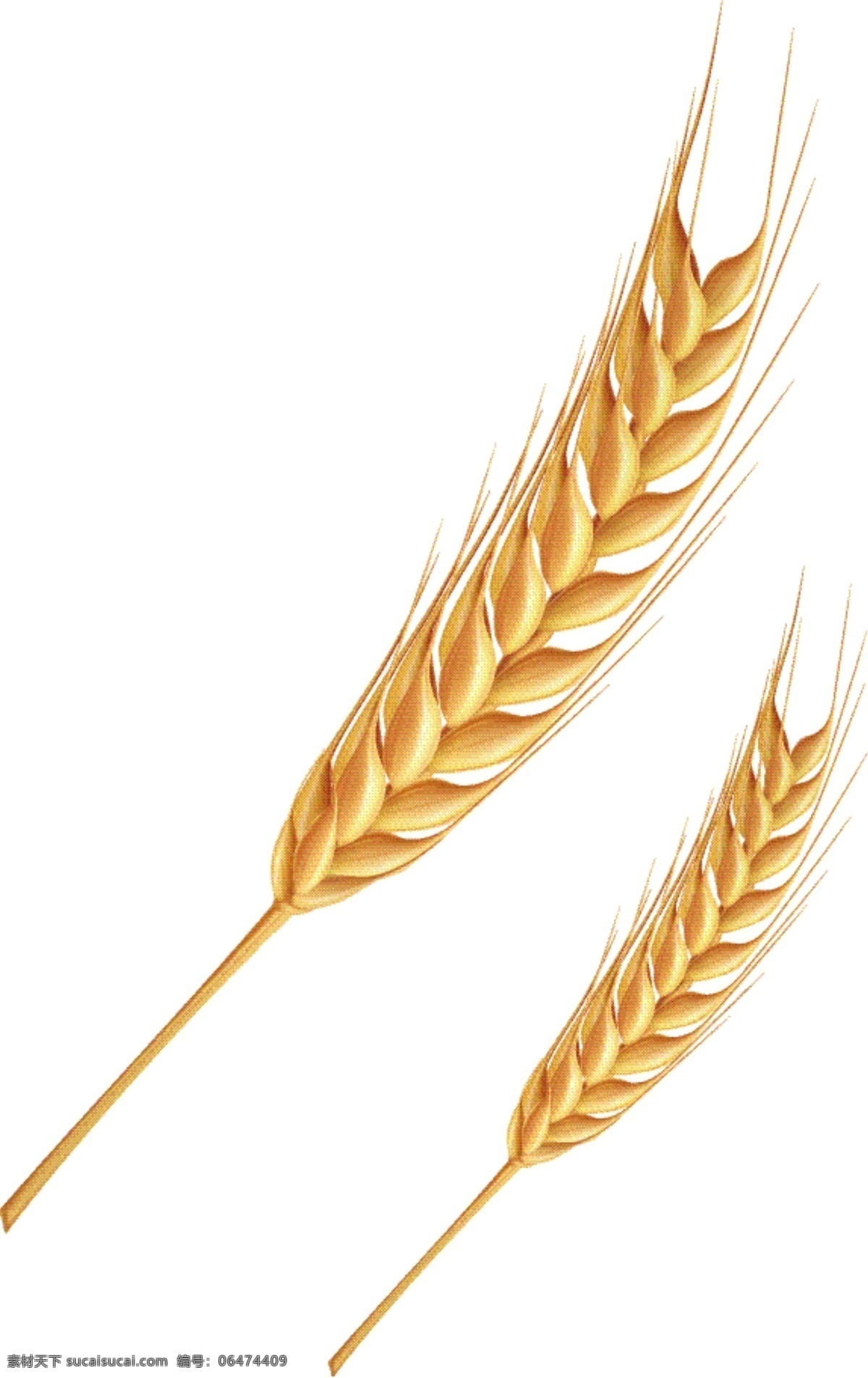 秋收 收获 季节 小麦 麦穗 麦子 秋季 分层 免抠 平面 矢量