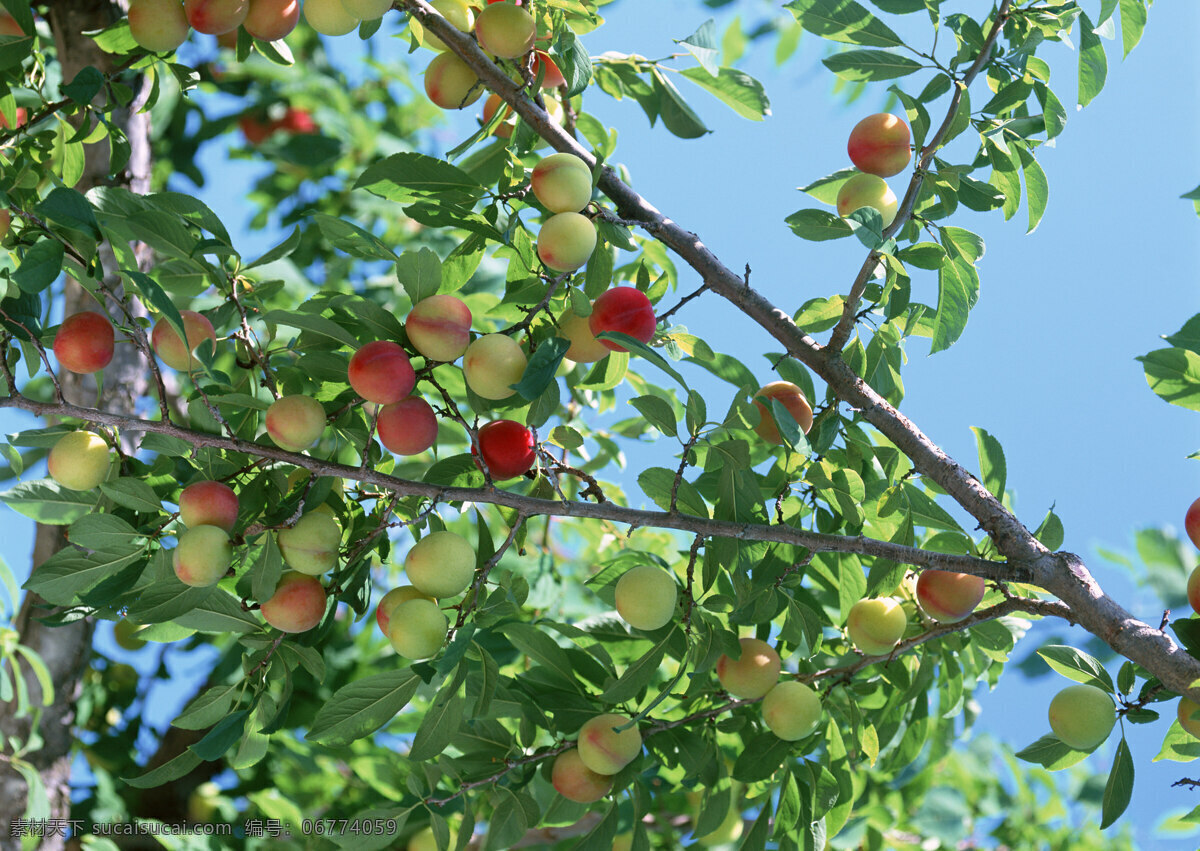 桃子 树 许多桃子 桃子树枝 桃子叶子 生物世界