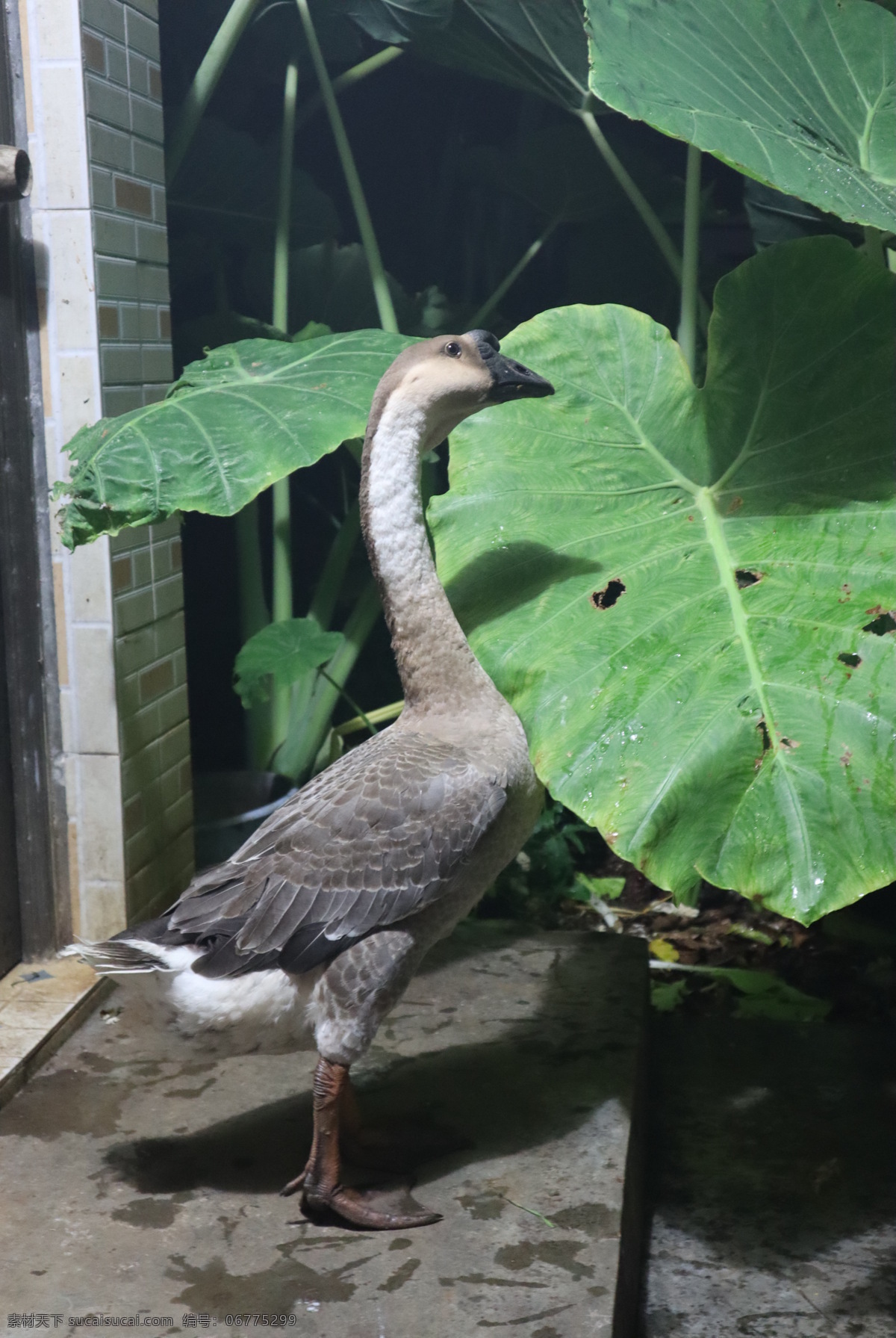 小鹅 大鹅 草鹅 灰鹅 生物世界 家禽家畜