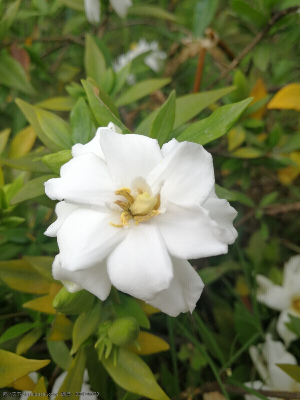 栀子花 白色 花蕊 花瓣 自然景观 自然风景