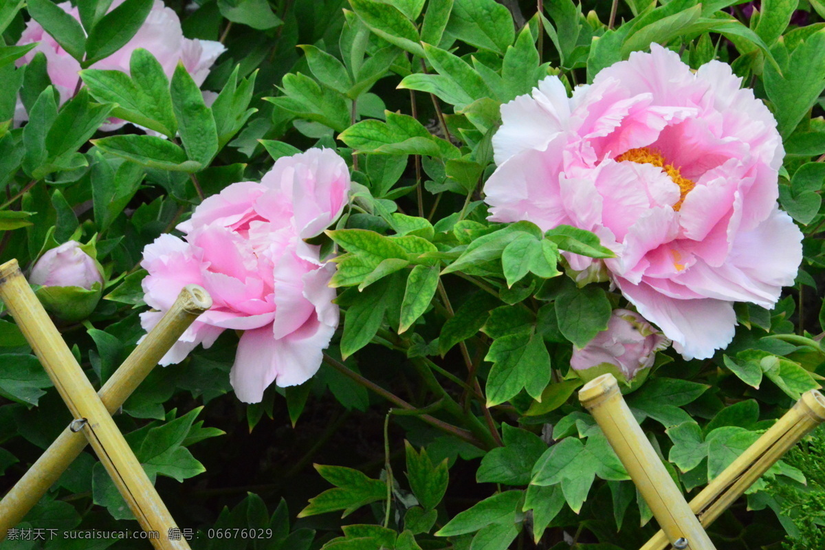 牡丹花 牡丹 花卉 花儿 花草 植物 园林绿化 绿化景观 花朵 花蕊 牡丹园 园艺 富贵牡丹 芍药牡丹 生物世界