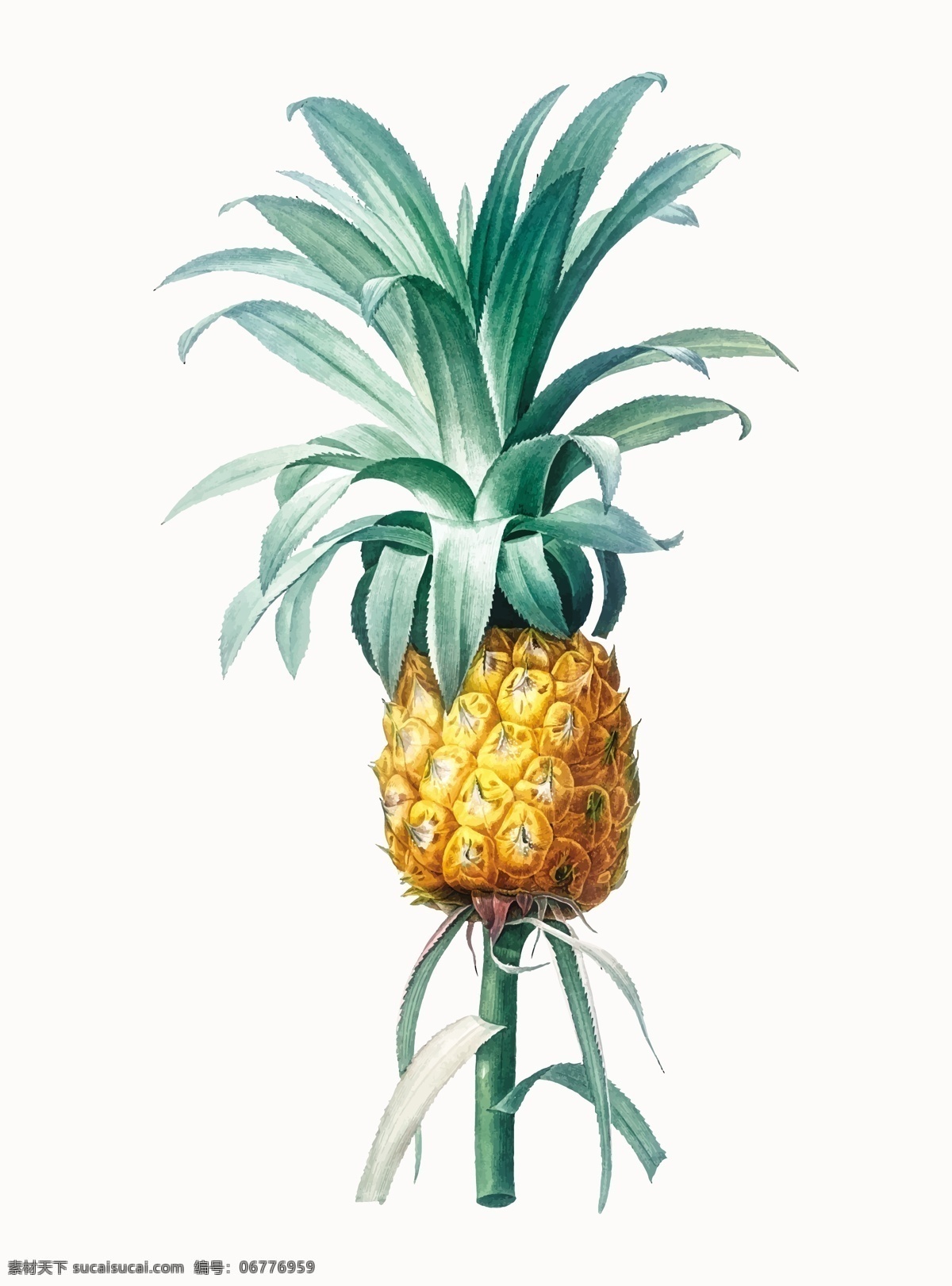 手绘菠萝 水彩菠萝 水果 插画 菠萝插画
