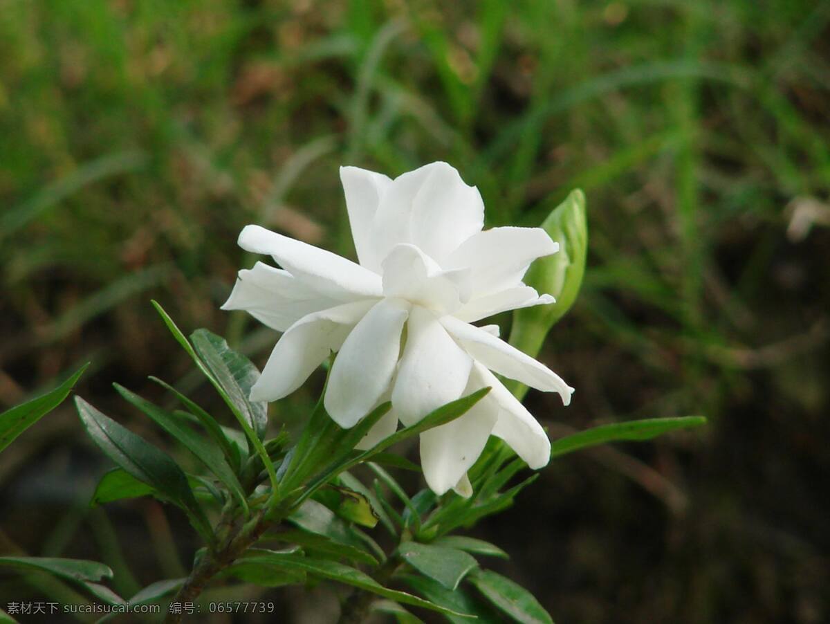 白色 栀子花 高清 花卉 香味 绿叶 花