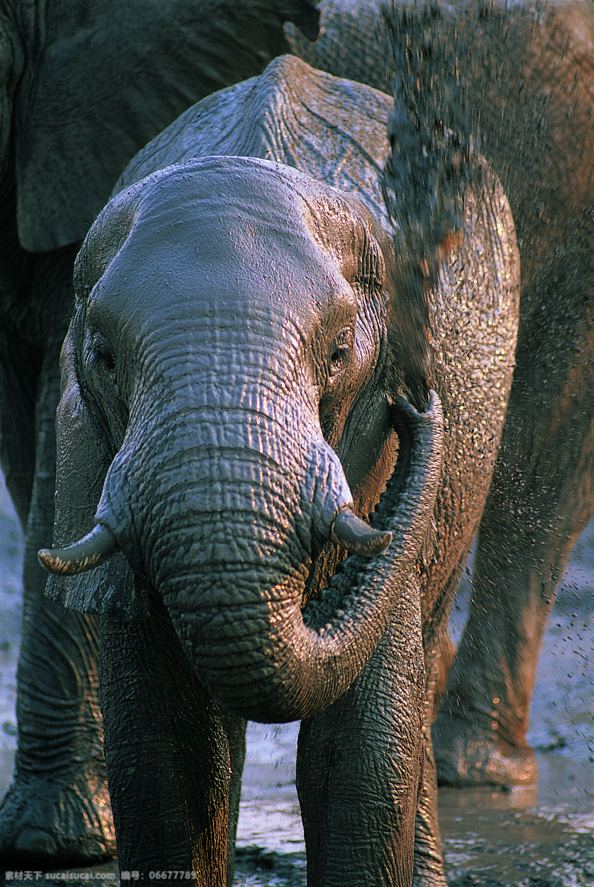 大象摄影 动物 野生动物 泥 行走 大象 满身泥的大象 陆地动物 生物世界 黑色