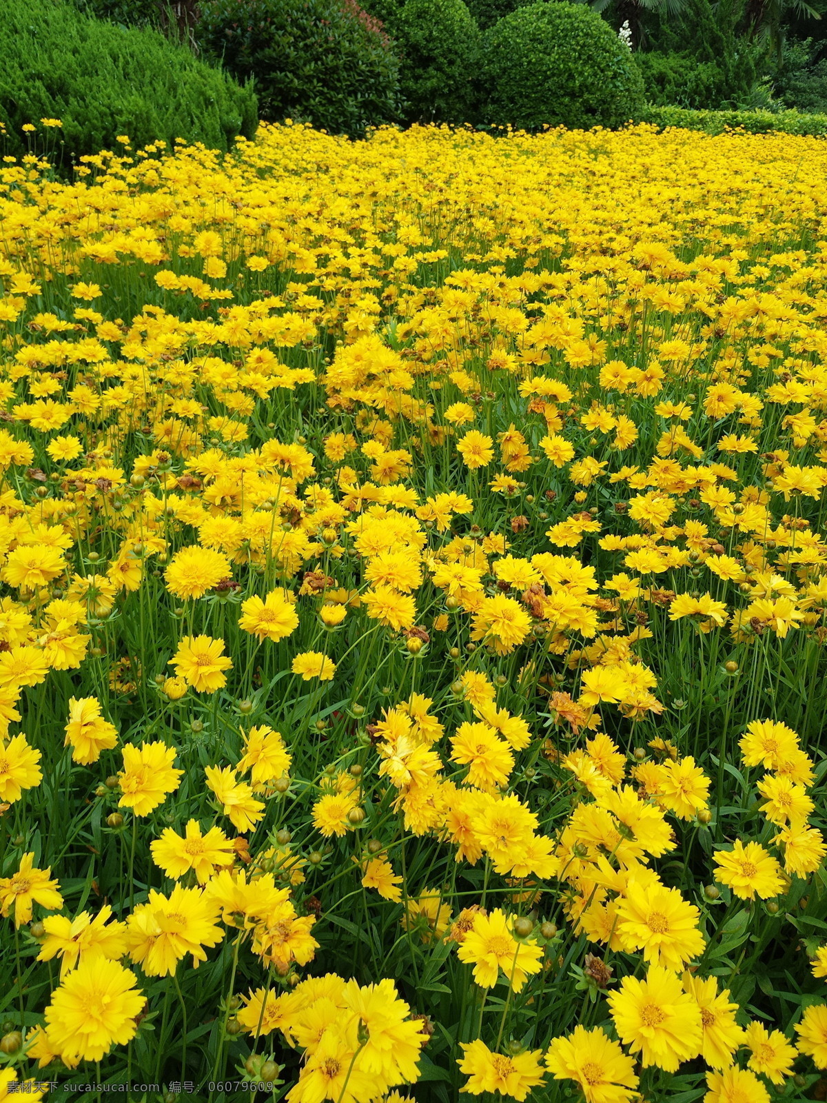 黄色 笑脸花 花瓣 大片太阳花 自然景观 自然风景